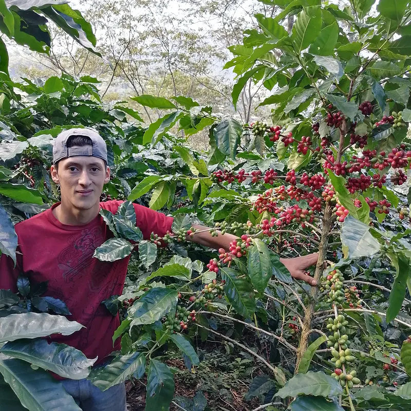 Honduran speciality coffee farmer