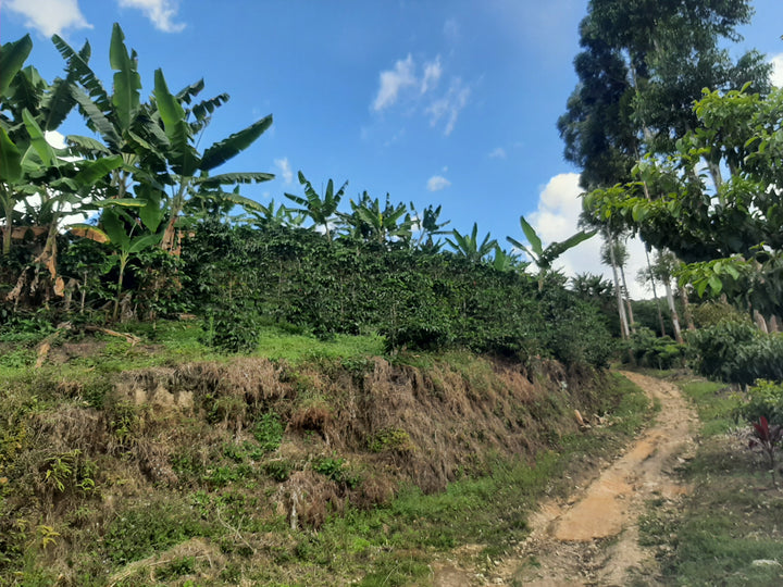 Colombia: Matambo Washed
