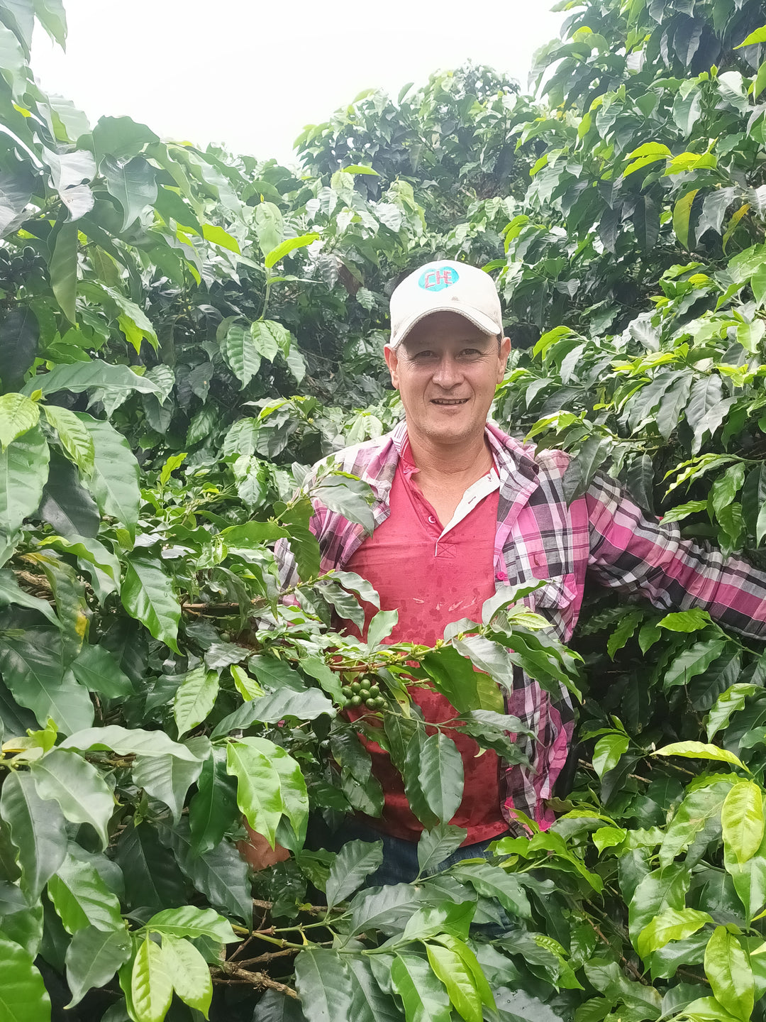 Colombia: Matambo Washed