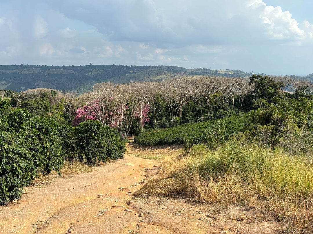 Brazil: Patricia Coelho Volcanic Ferment
