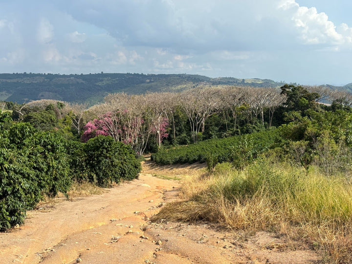 Brazil: Patricia Coelho Volcanic Ferment