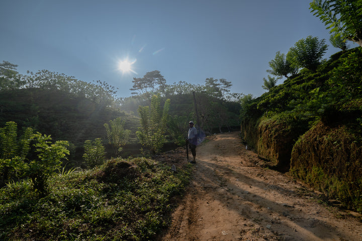 English Breakfast Tea, Loose-Leaf