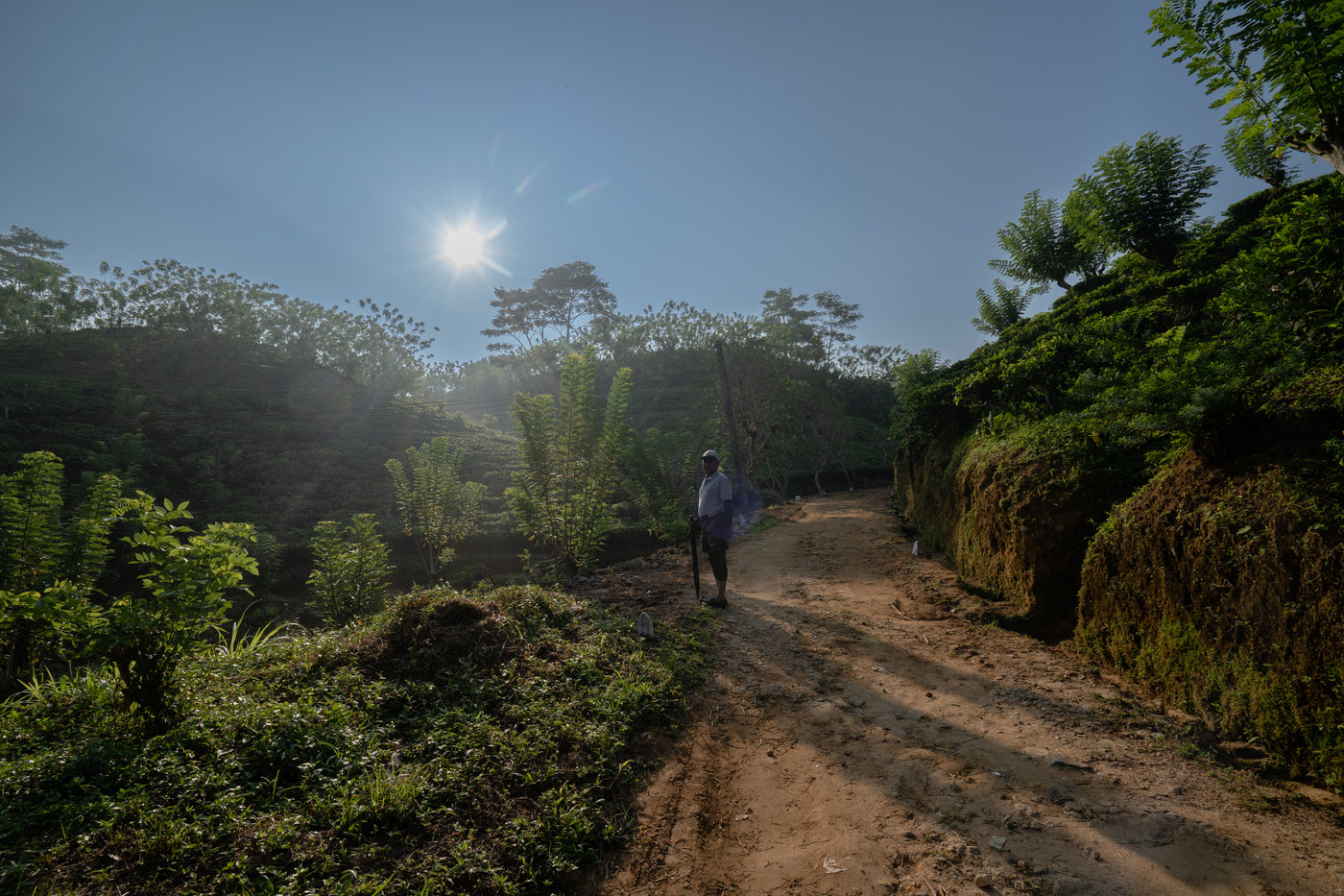 English Breakfast Tea, Loose-Leaf