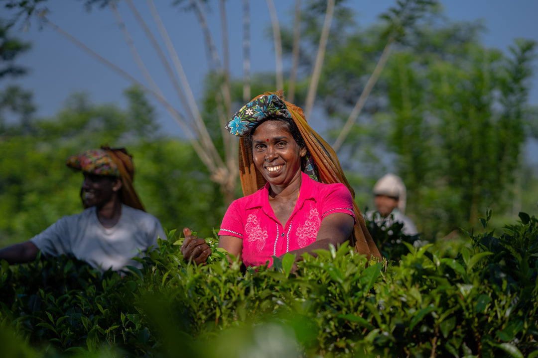 English Breakfast Tea, Loose-Leaf