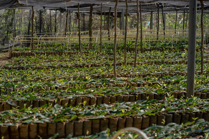 English Breakfast Tea, Loose-Leaf
