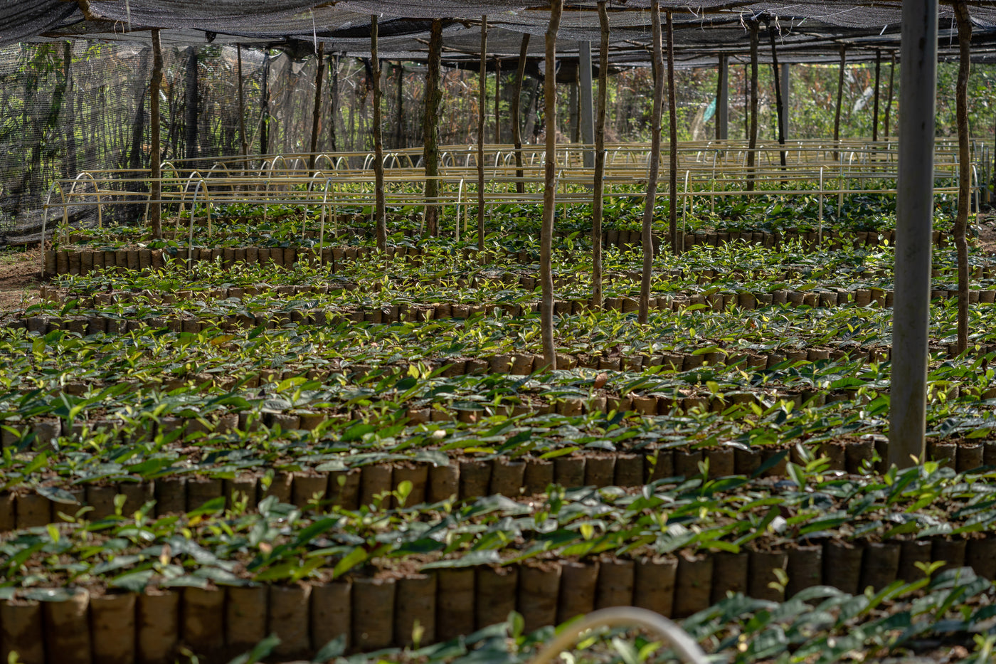 English Breakfast Tea, Loose-Leaf