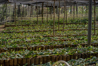 English Breakfast Tea, Loose-Leaf