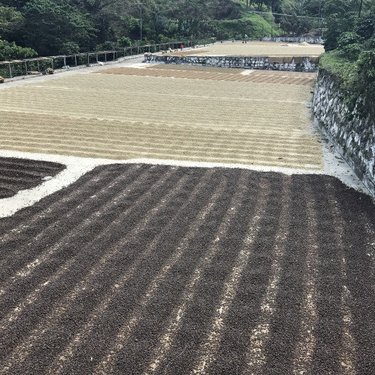 El Salvador: El Molinito Washed