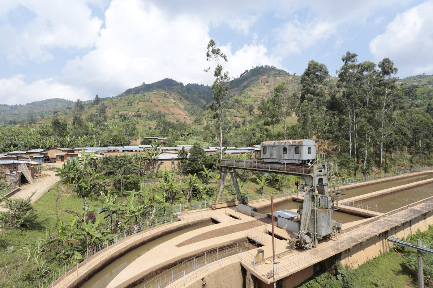 burundi murmabi hill coffee farm