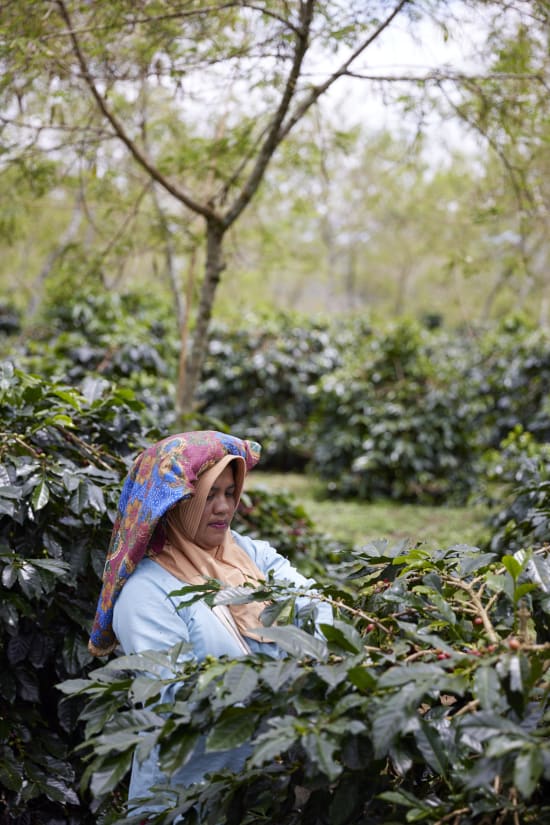 Sumatra Asman Gayo