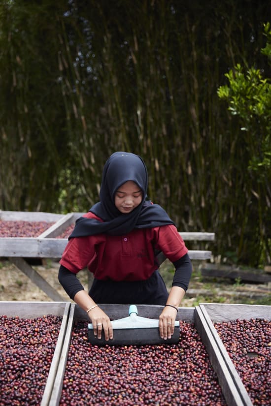 Sumatra Asman Gayo