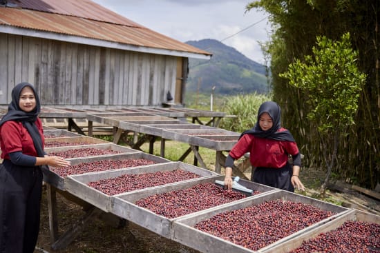 Sumatra Asman Gayo