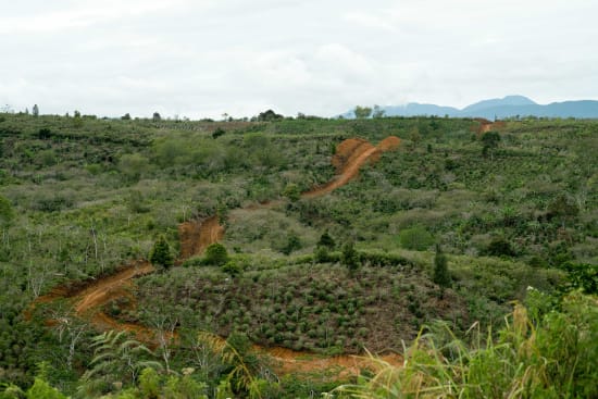 Sumatra Asman Gayo
