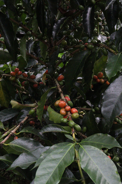 Colombia award winning caturra coffee