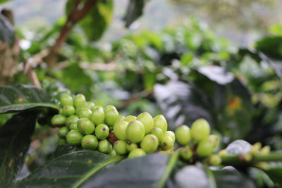 Colombia Caturra arabica coffee