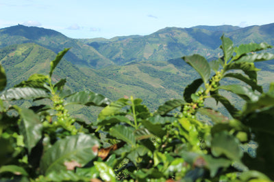 Coffee plants in Colombian mountains