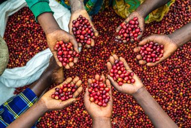 Chameleon: Our Dynamic Seasonal Espresso