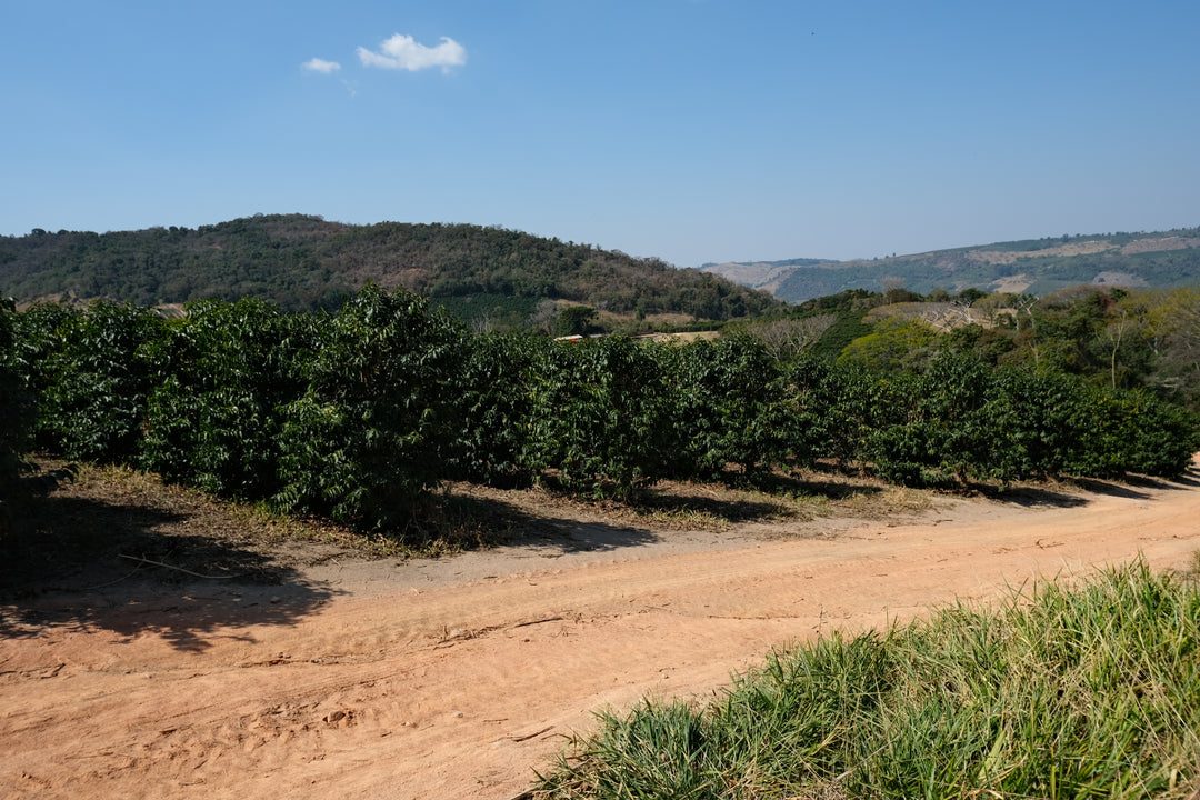 Brazil: Patricia Coelho Volcanic Ferment