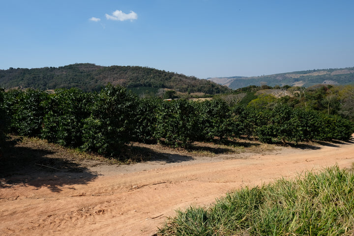 Brazil: Patricia Coelho Volcanic Ferment