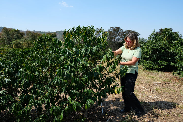 Brazil: Patricia Coelho Volcanic Ferment