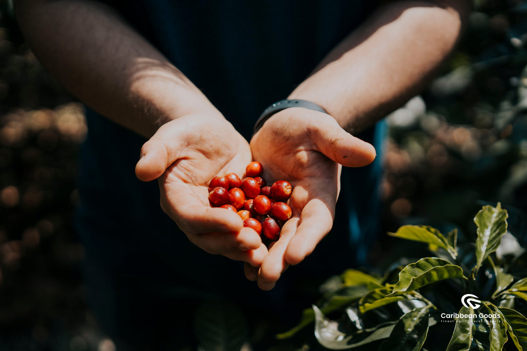 Guatemala: El Socorro
