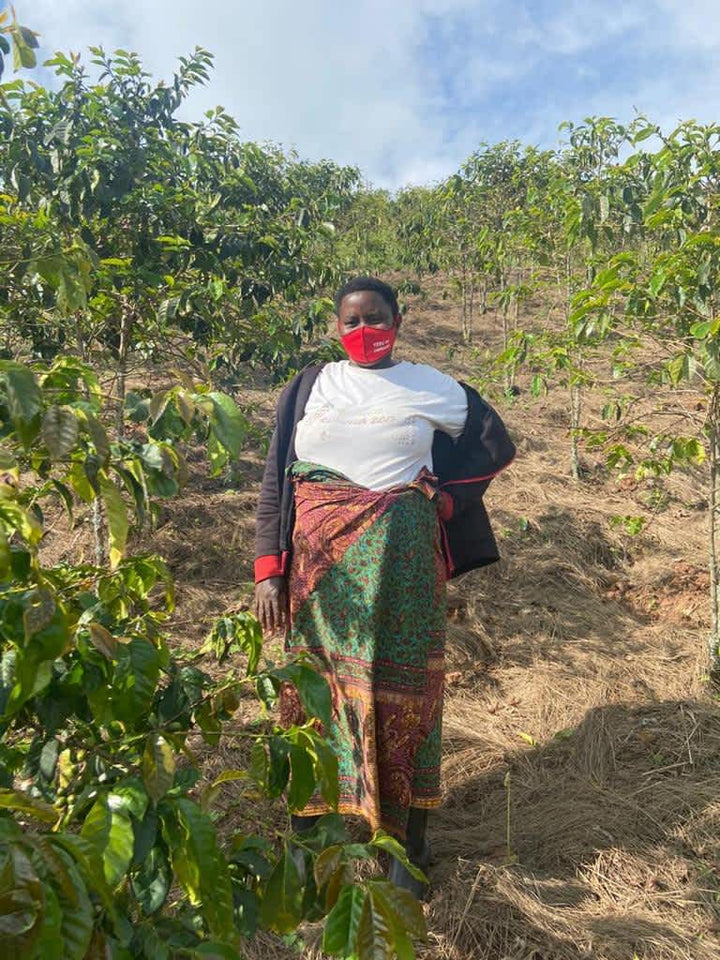 CHRISTMAS - Rwanda KCRS Women's Cooperative Washed