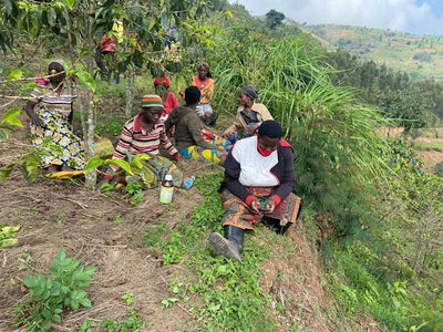 CHRISTMAS - Rwanda KCRS Women's Cooperative Washed