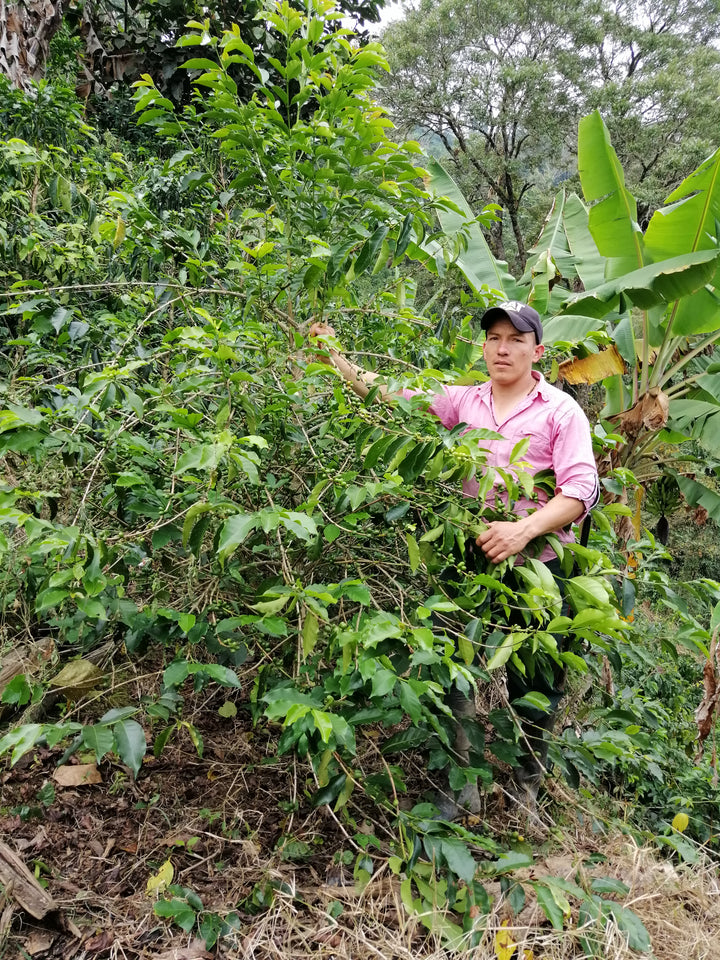 Colombia: Matambo Washed