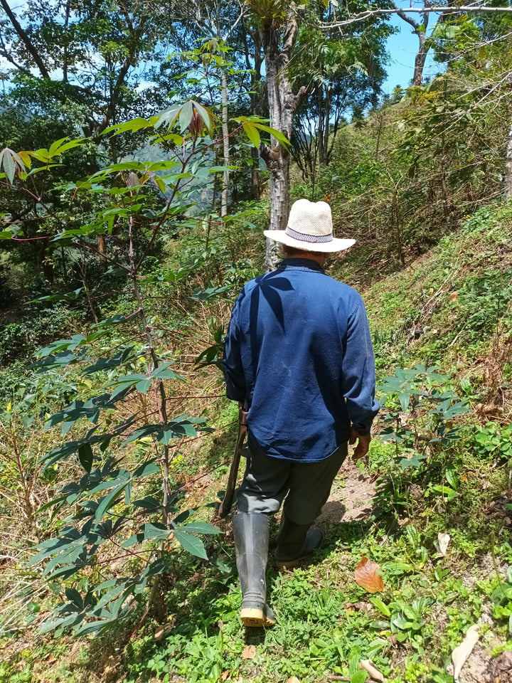 Colombia: Matambo Washed