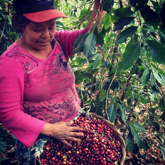 El Salvador: El Molinito Washed