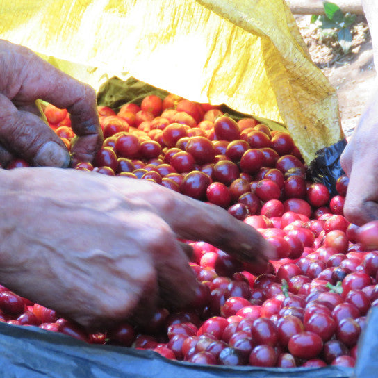 El Salvador: El Molinito Washed