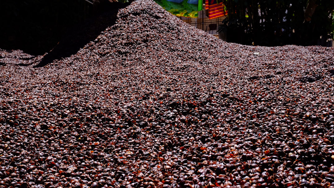 Guatemala: Francisco Morales La Esperanza