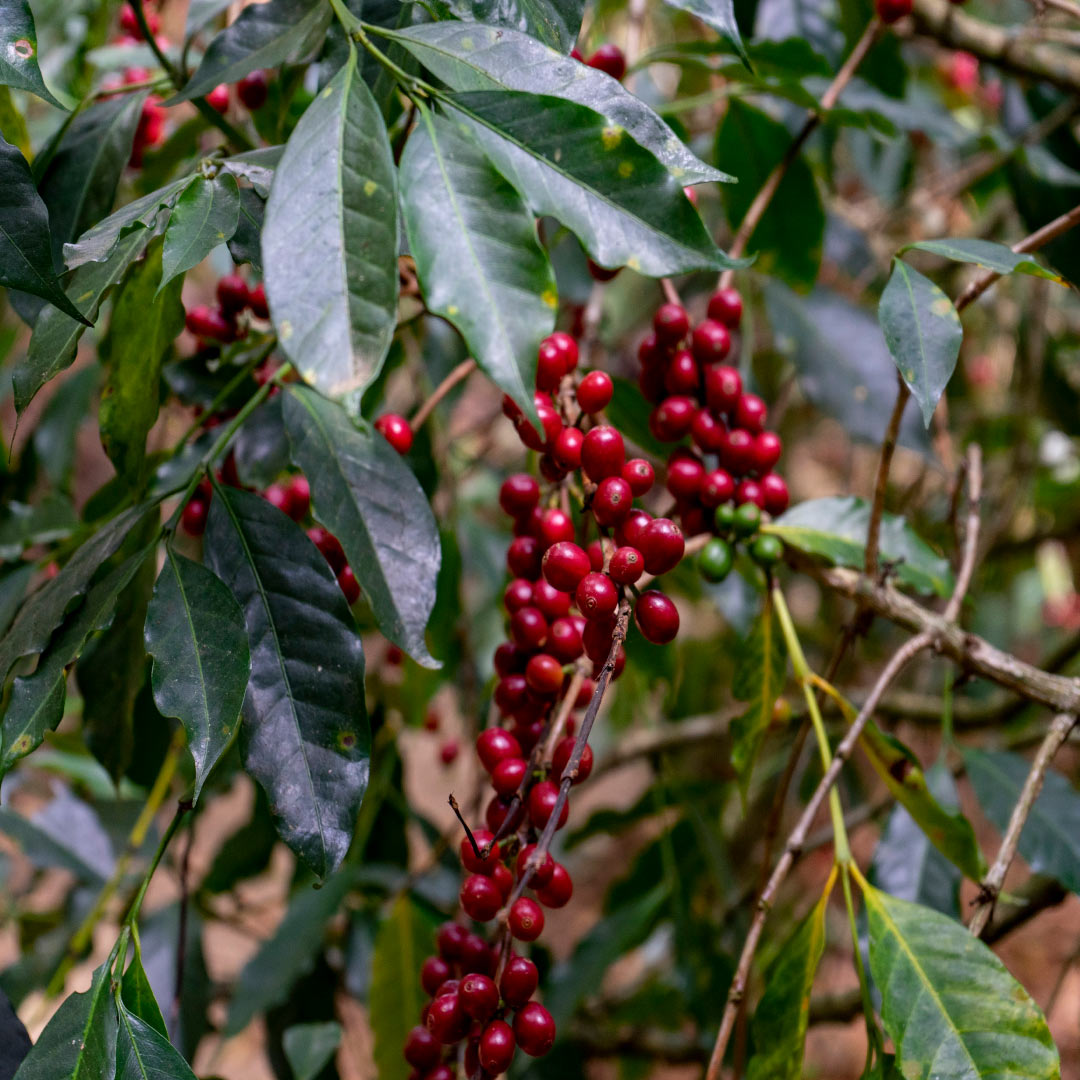 Arabica coffee cherries