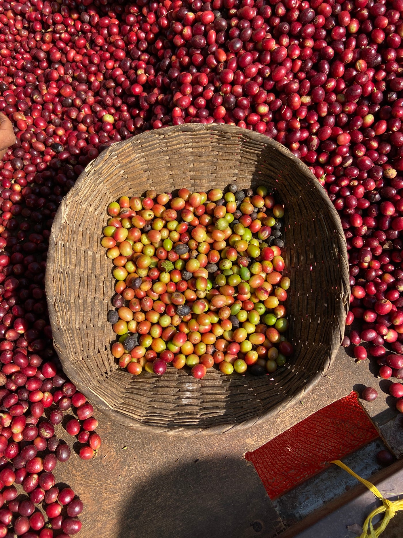 myanmar red catuai coffee