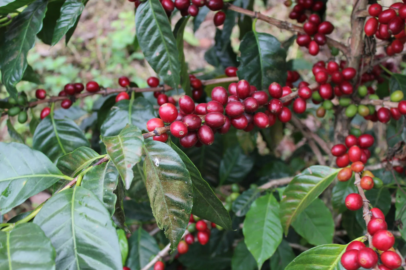 El Salvador: Las Mercedes - Pacamara Honey - 100% Arabica
