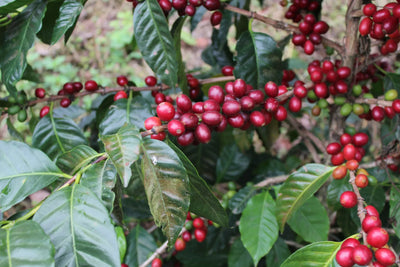 El Salvador: Las Mercedes - Pacamara Honey - 100% Arabica