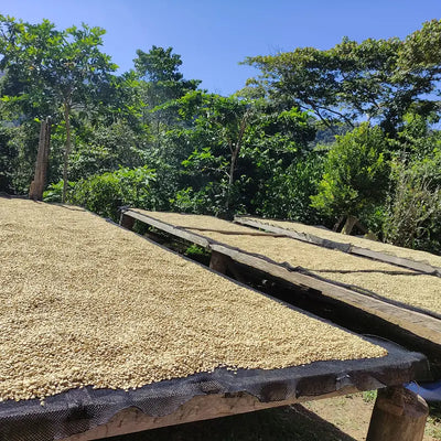 Drying of speciality coffee