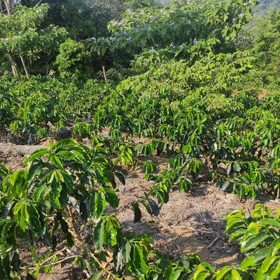 Catuai arabica coffee plants