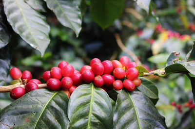 Nicaraguan arabica coffee cherries
