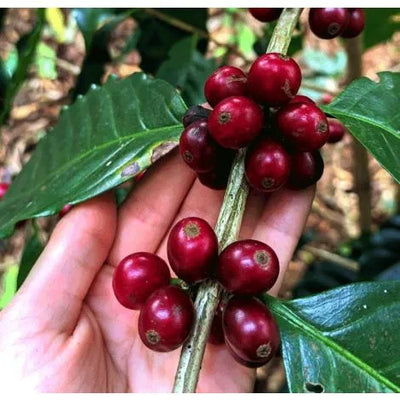 Costa Rica arabica coffee plant