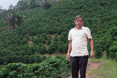 Brazilian arabica coffee farm