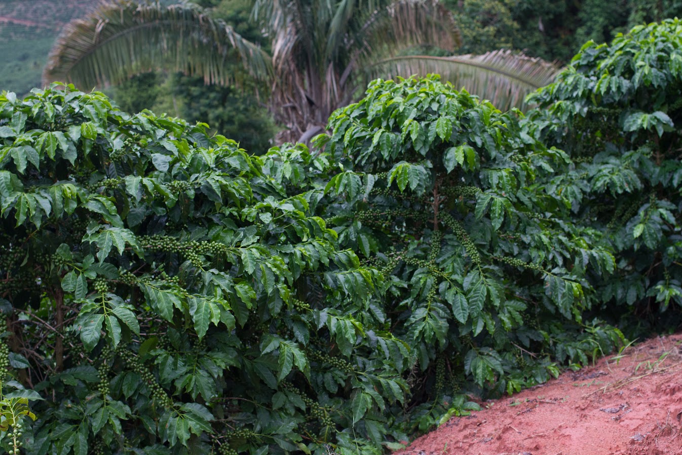 Arabica catuai coffee plants