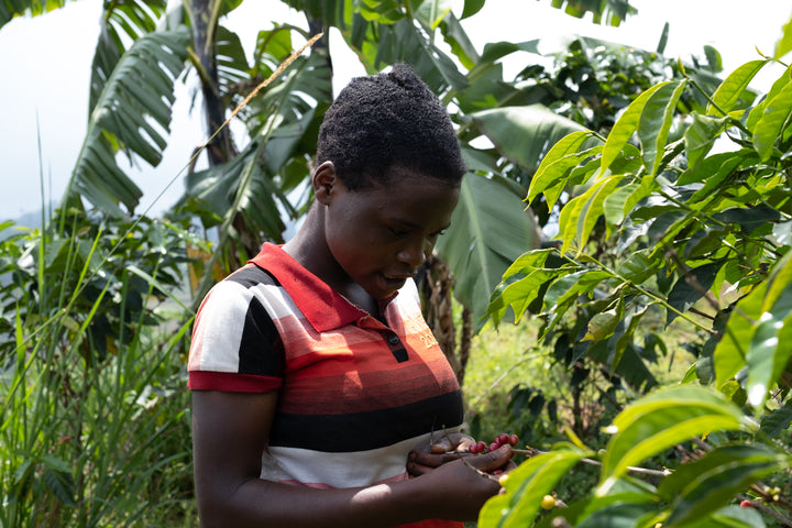 speciality arabica burundi coffee farmer