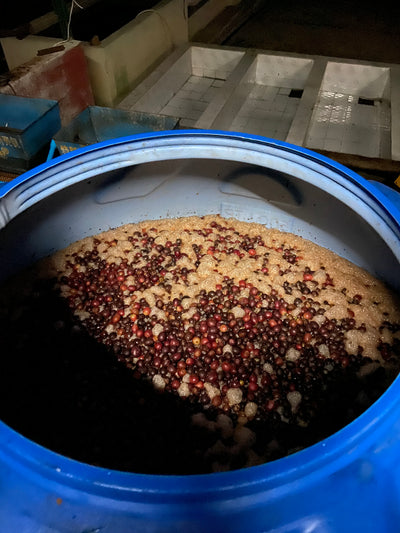 Carbonic maceration arabica coffee