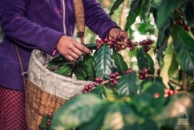 Chinese speciality coffee farming