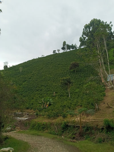 Colombian speciality coffee farm