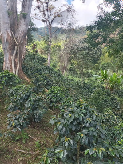 Colombia Guanacas women's coffee farm