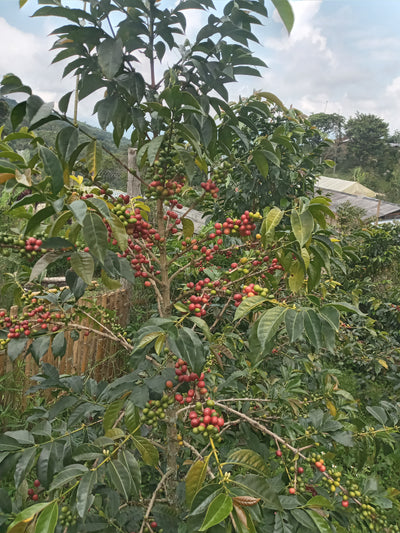 Colombian arabica coffee plant