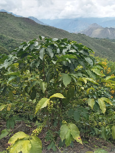 Colombian coffee plant