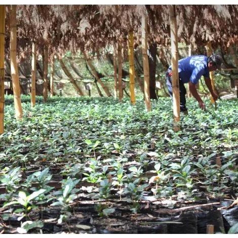 El Salvador arabica coffee plants